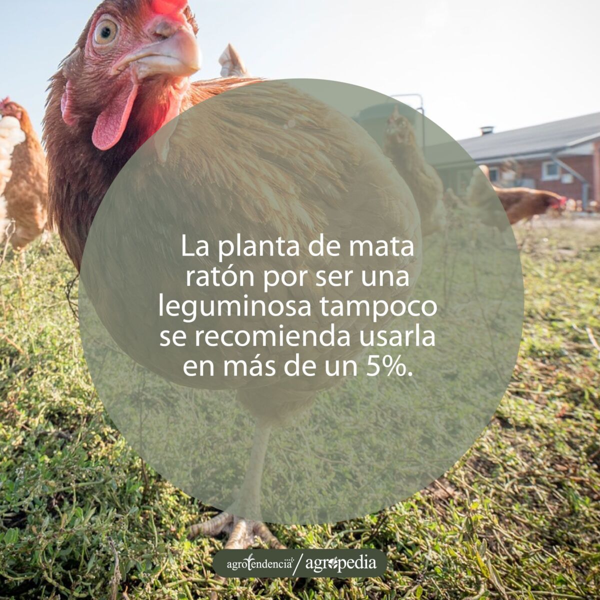 Una gallina mirando de frente