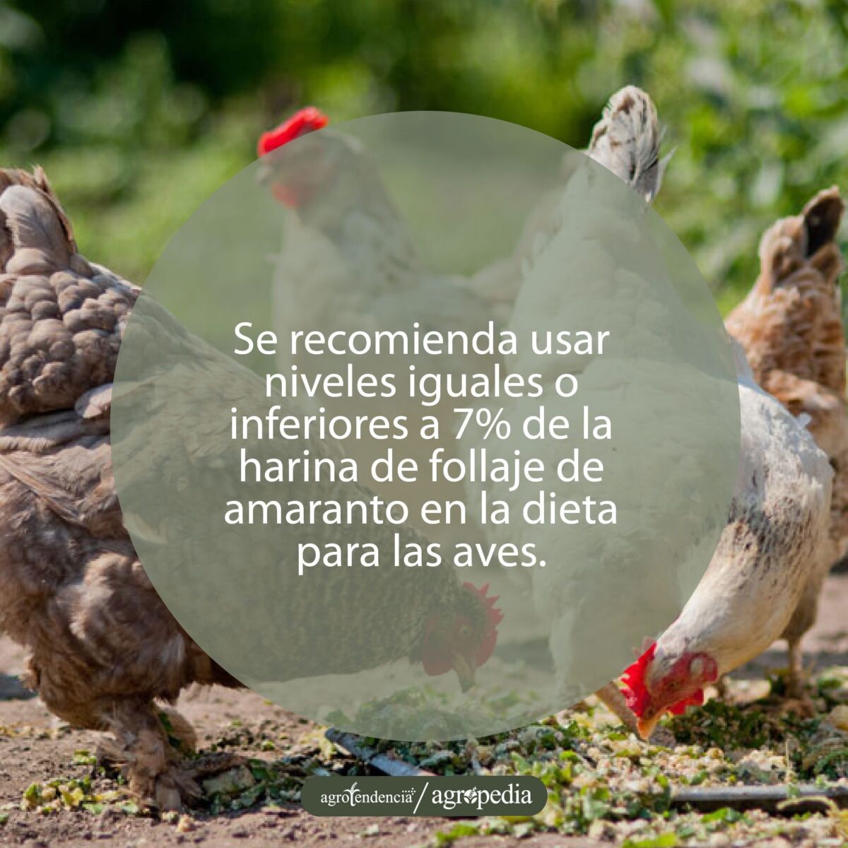 Grupo de gallinas comiendo follaje de amaranto