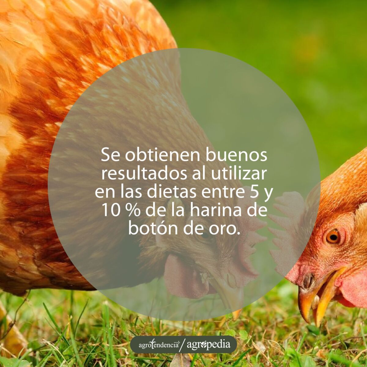 Dos gallinas rojizas comiendo follaje de botón de oro