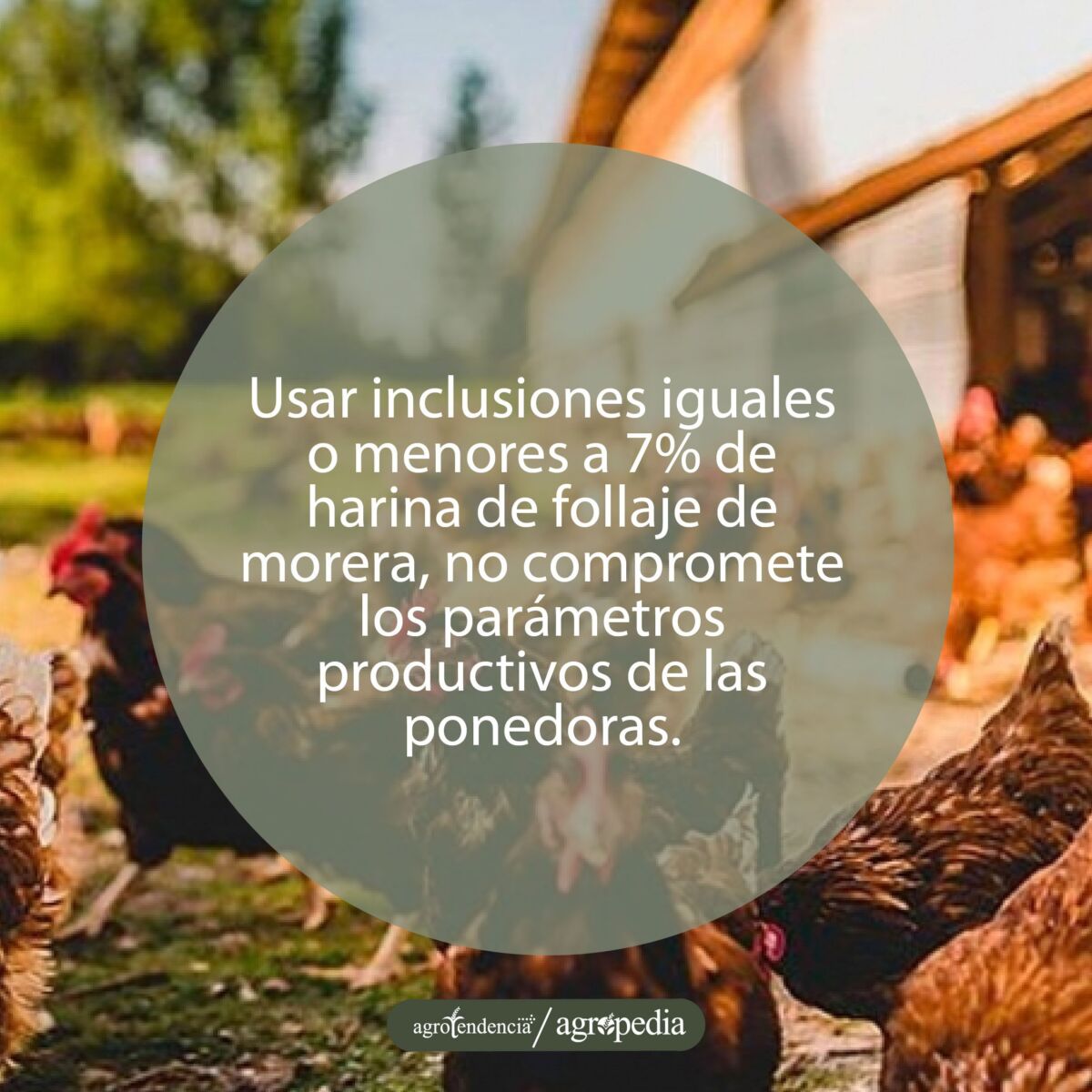 Muchas gallinas fuera de un gallinero