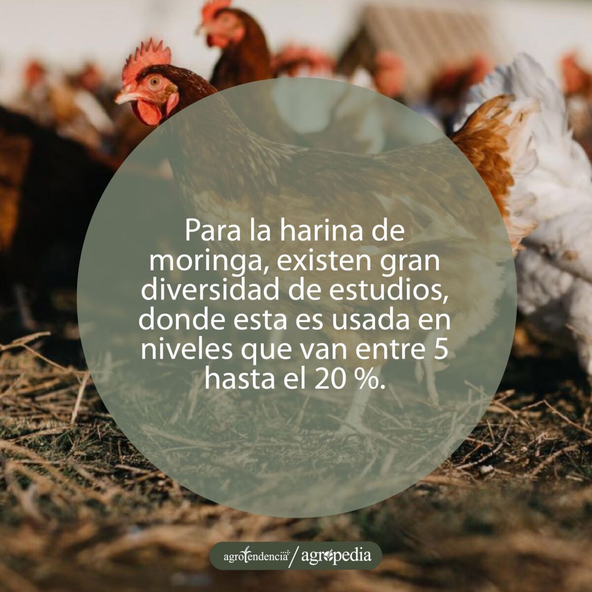 Gallinas blancas y rojas