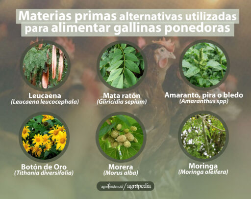 Fotos de diferentes materiales usados para hacer harinas que se incorporan en las dietas de las ponedoras