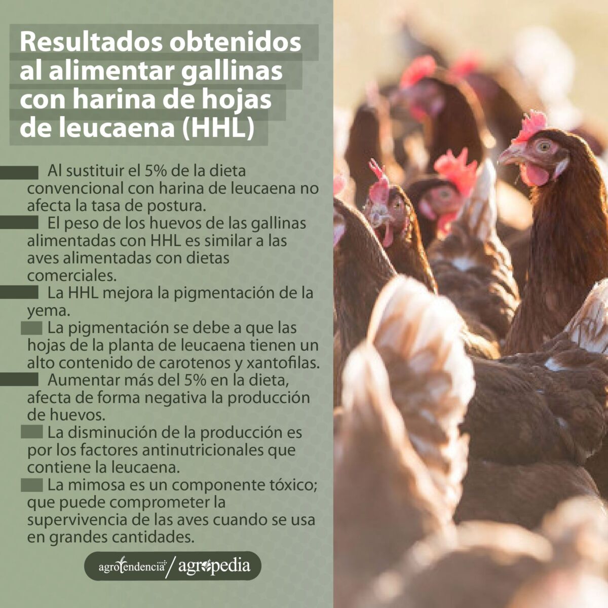 Grupo de gallinas