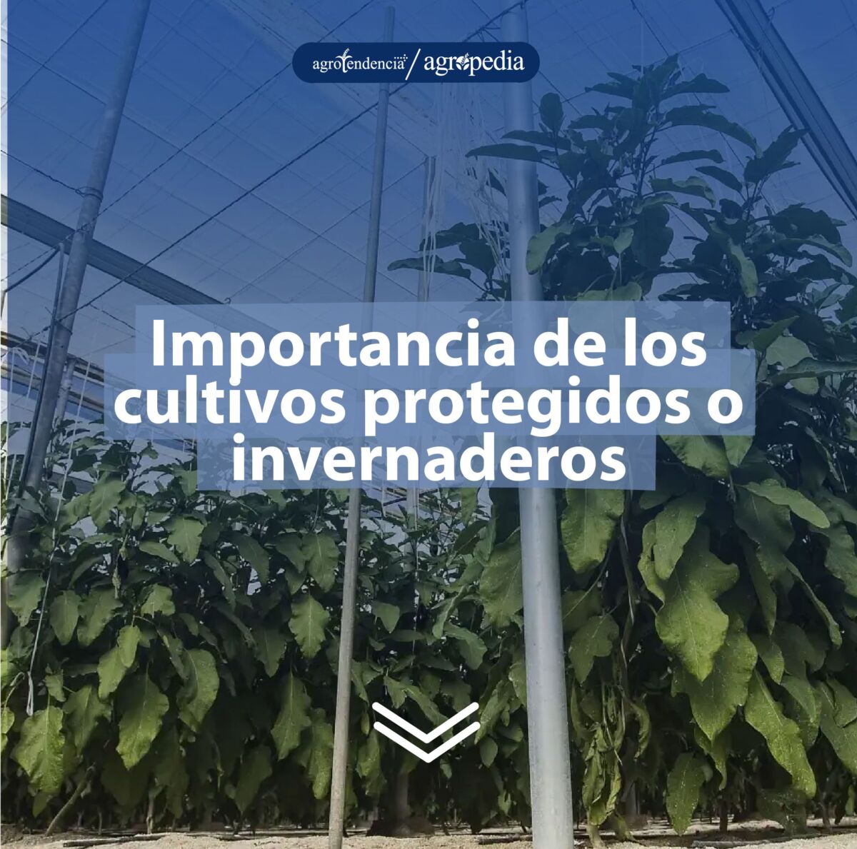 Cultivo en invernadero donde se aplica el manejo integrado de plagas