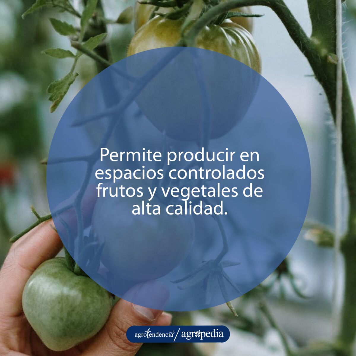 frutos de tomate sembrado en invernaderos donde se realiza el manejo integrado de plagas