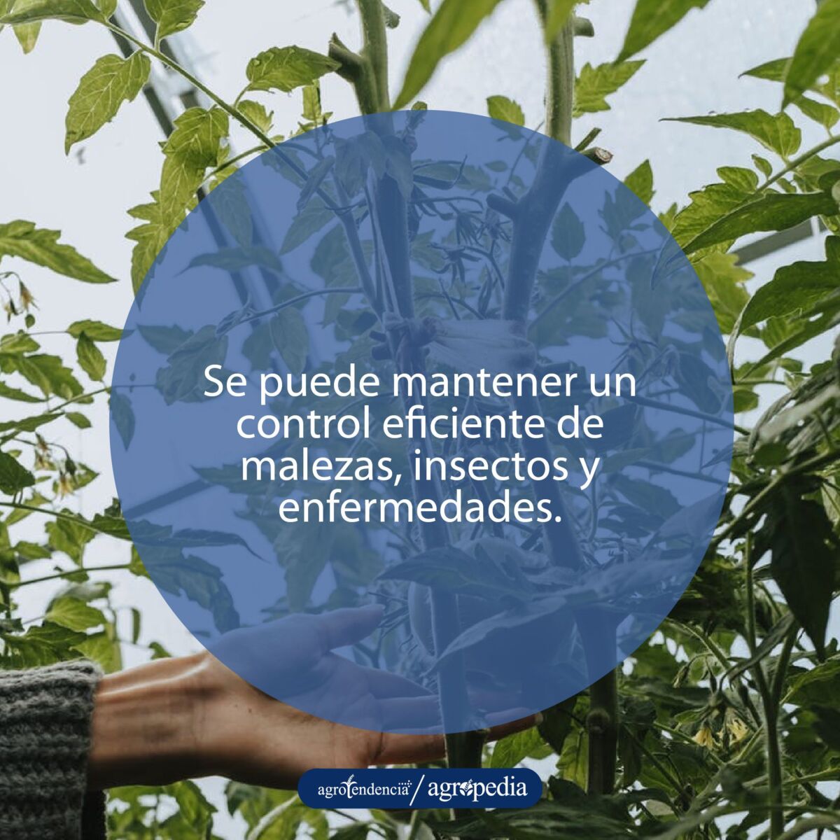 mano tomando fruto de una planta sembrada en invernadero con manejo integrado de plagas