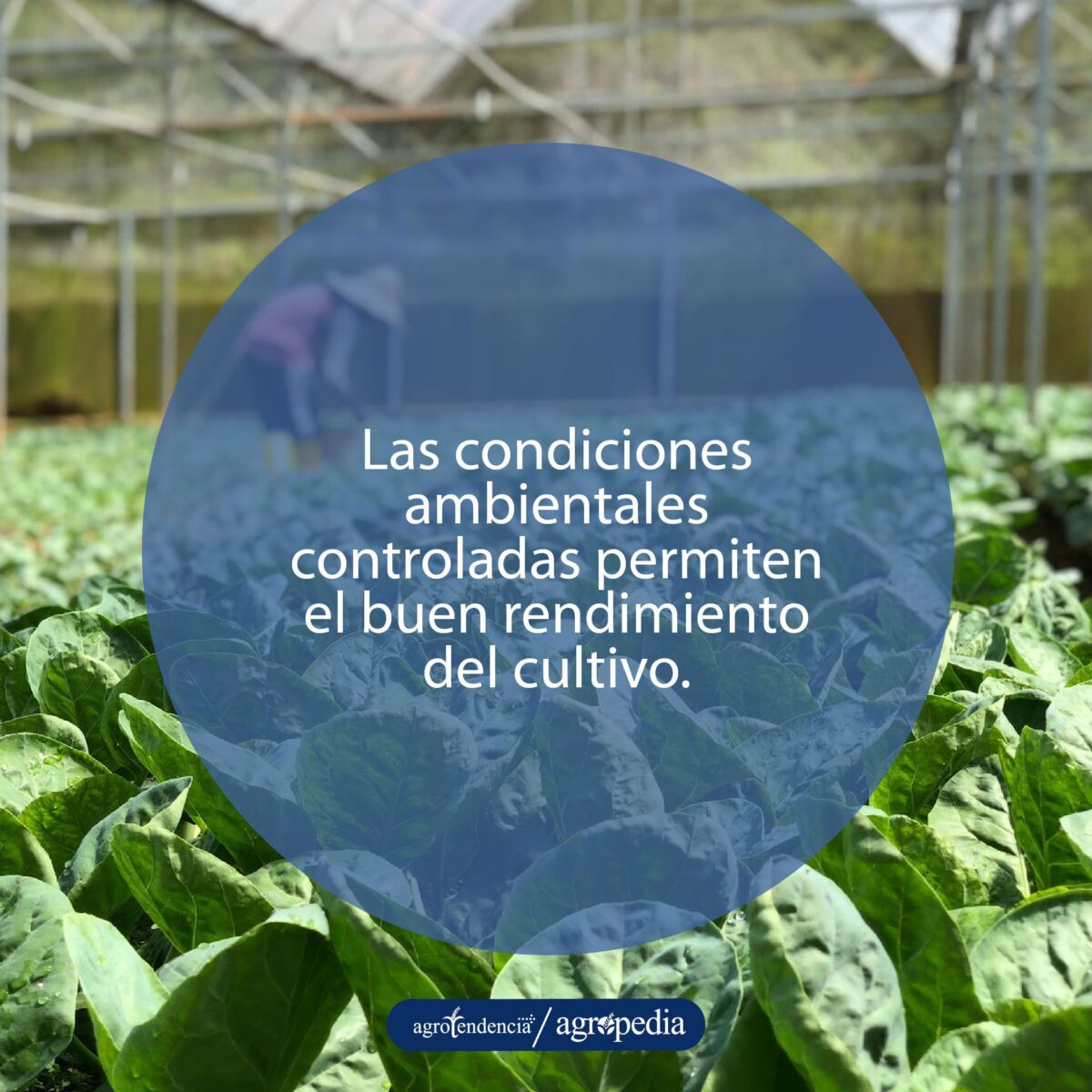 cultivo con enfoque de manejo integrado de plagas dentro de un invernadero