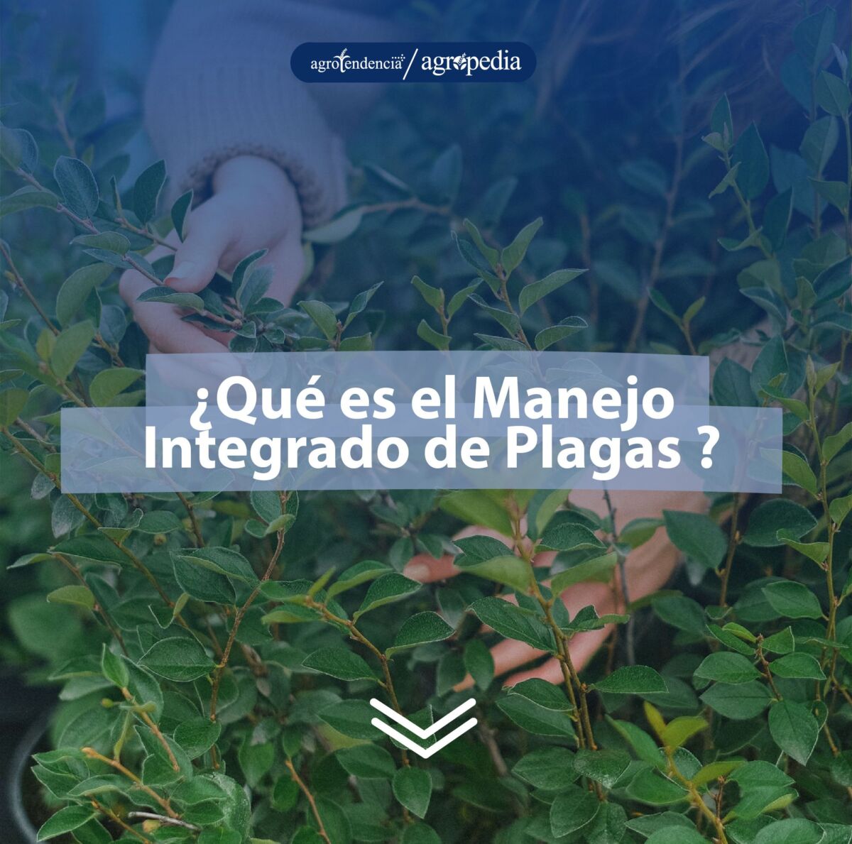 manos realizando manejo integrado de plagas a un cultivo