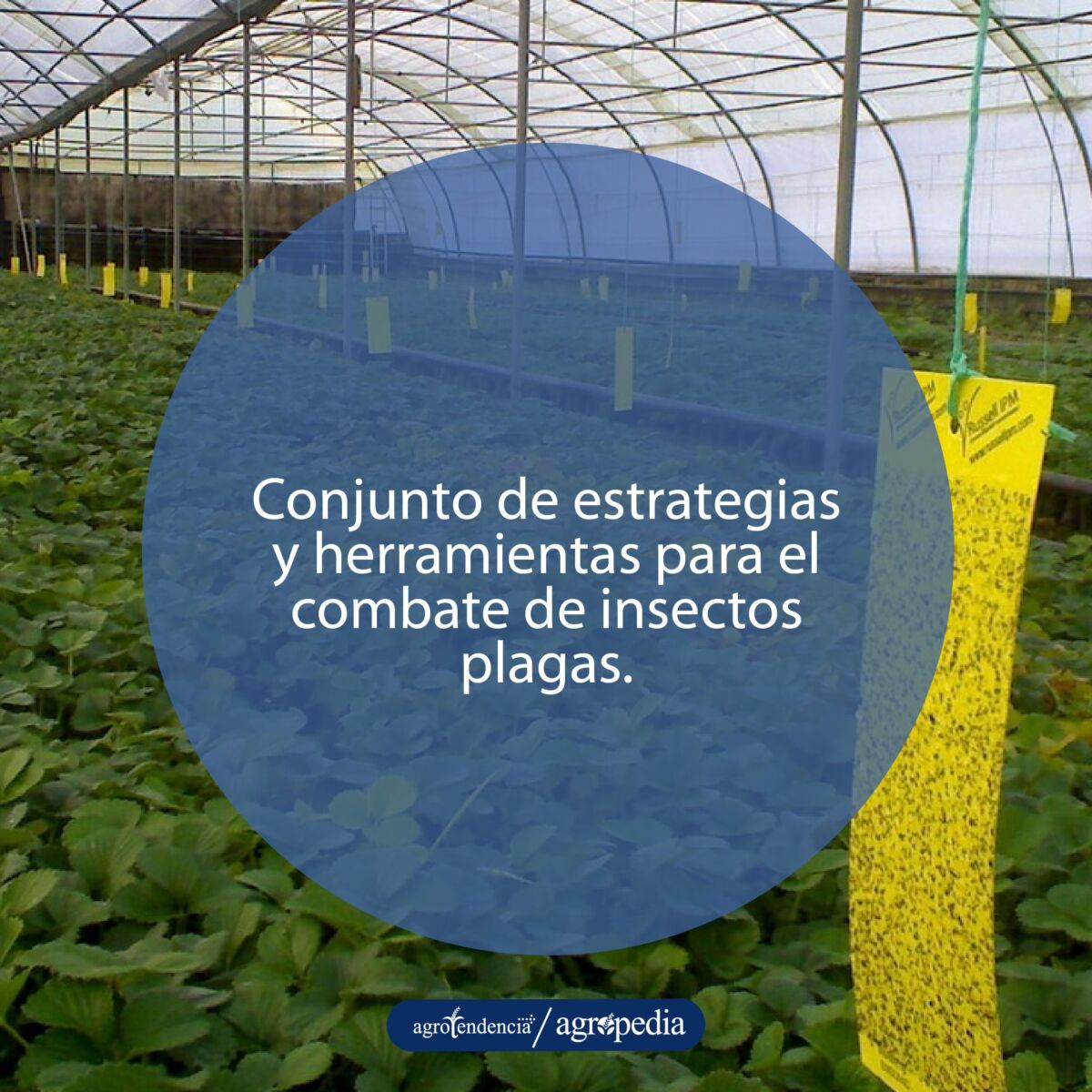 invernadero con cintas amarillas para atrapar plagas