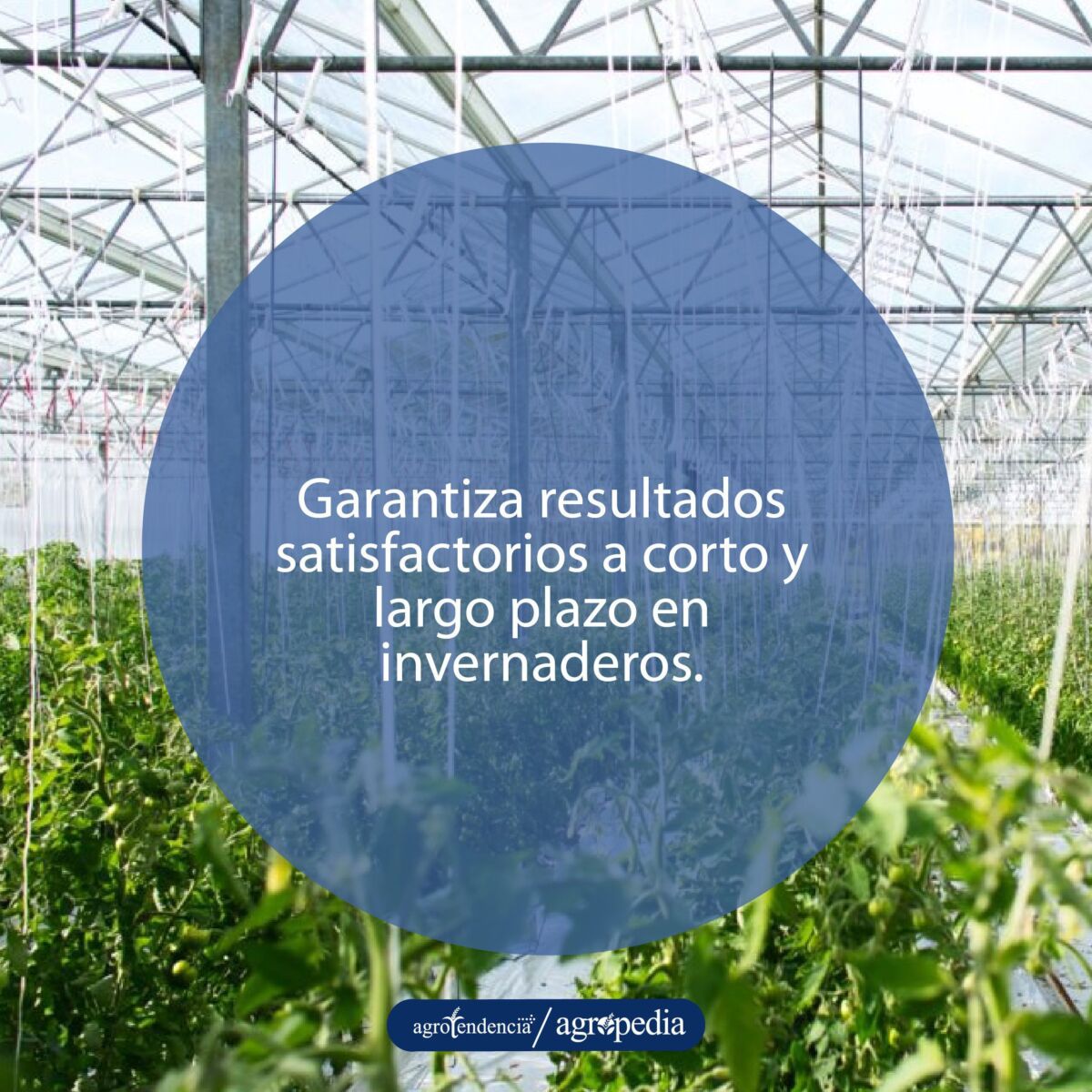 cultivo dentro de un invernadero en que se le realiza manejo integrado de plagas