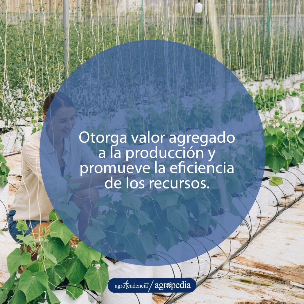 mujer inspeccionando cultivo en que se le aplica manejo integrado de plagas