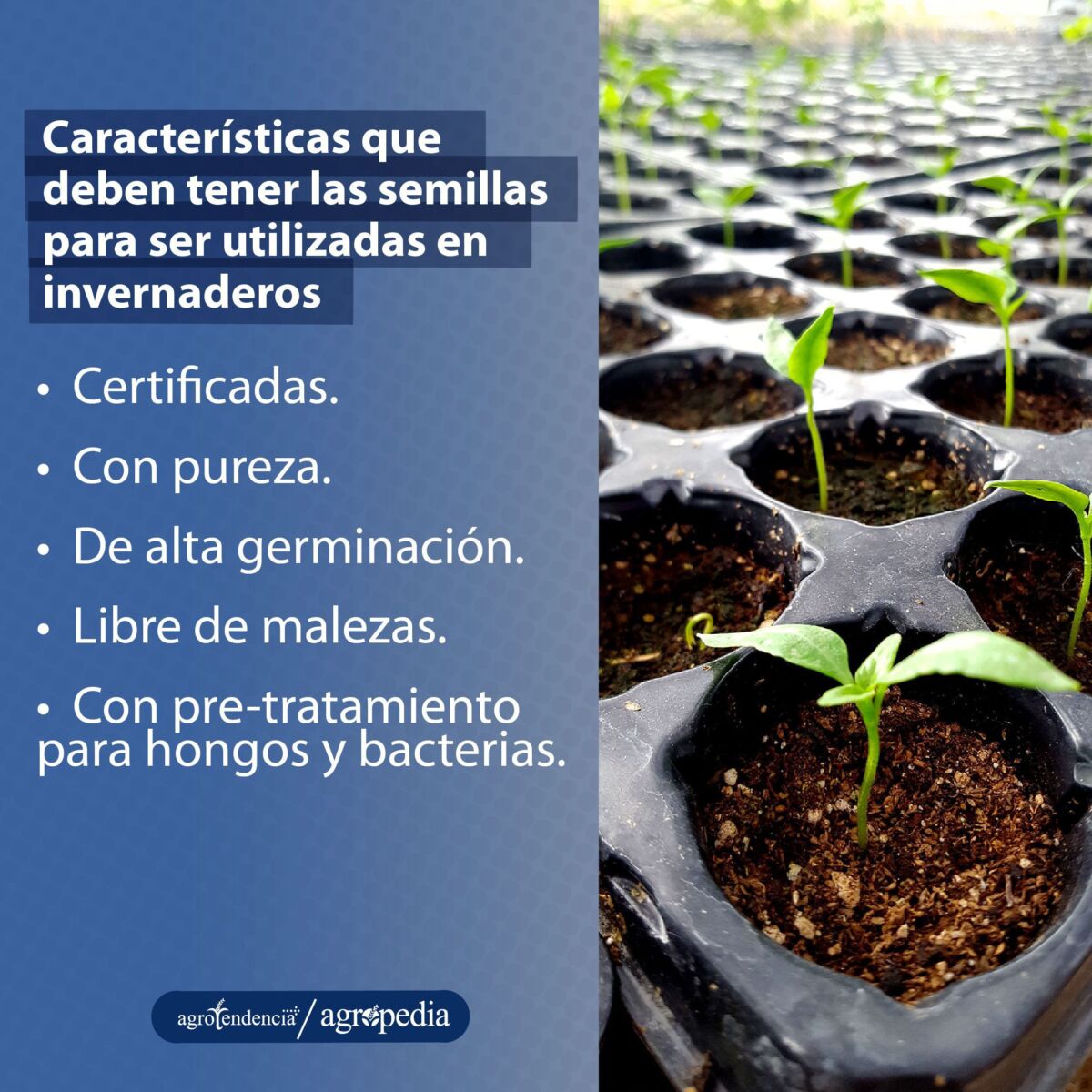plántulas
