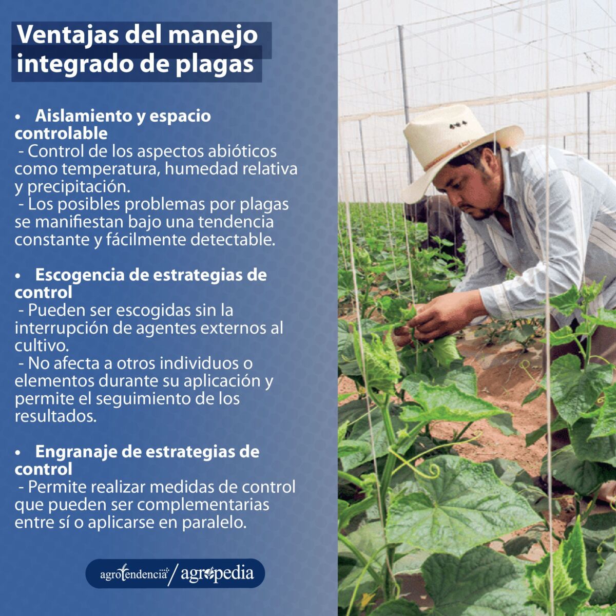 hombre revisando cultivo que se le aplico manejo integrado de plagas