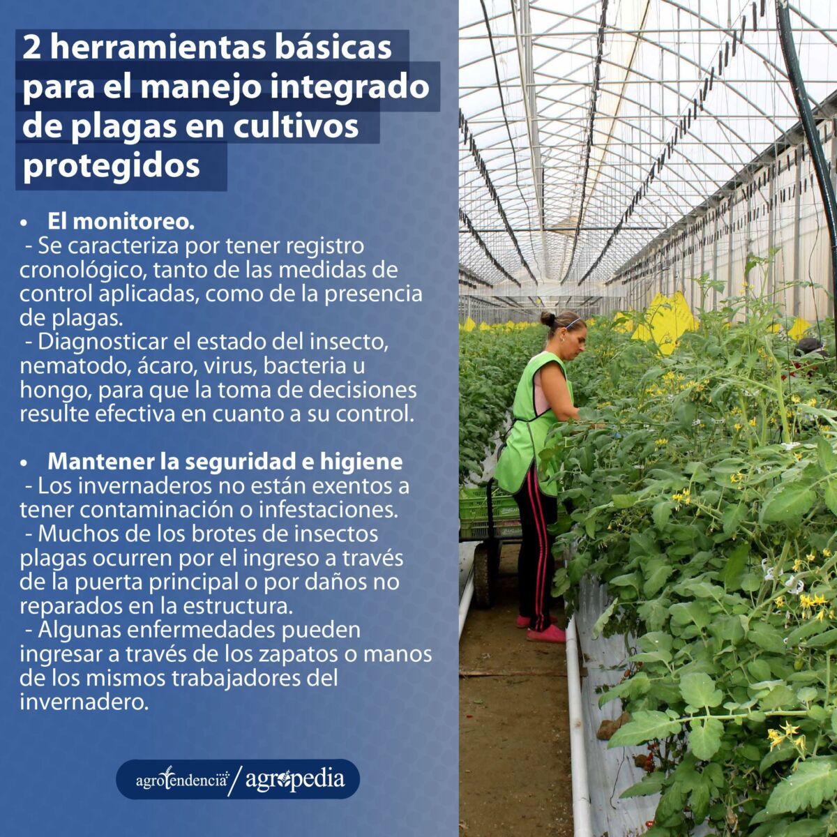 Mujer cosechando frutos dentro de un invernadero