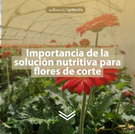 Cultivo de flores de Gerbera en que le aplica solución nutritiva