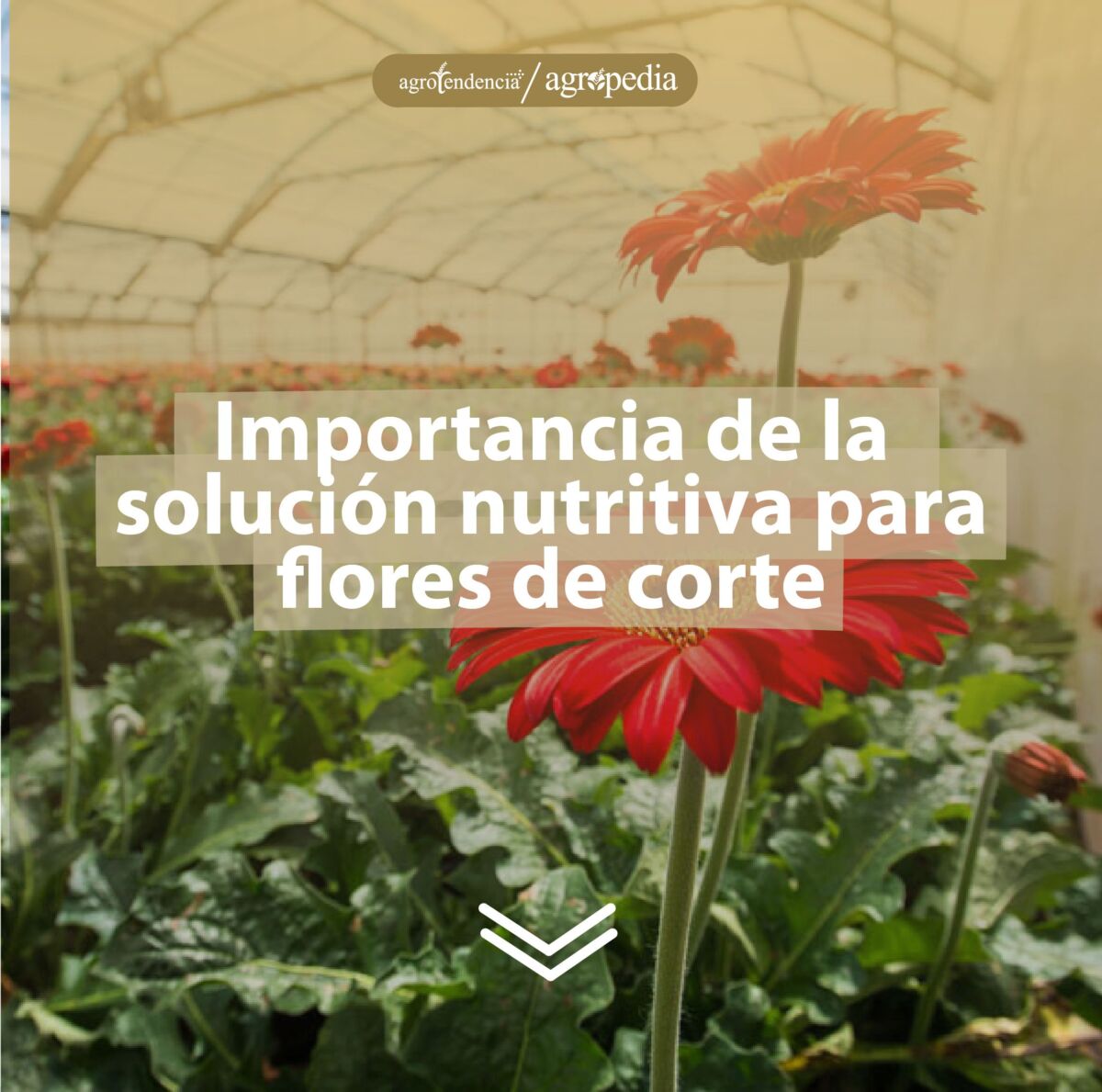 Cultivo de flores de Gerbera en que le aplica solución nutritiva