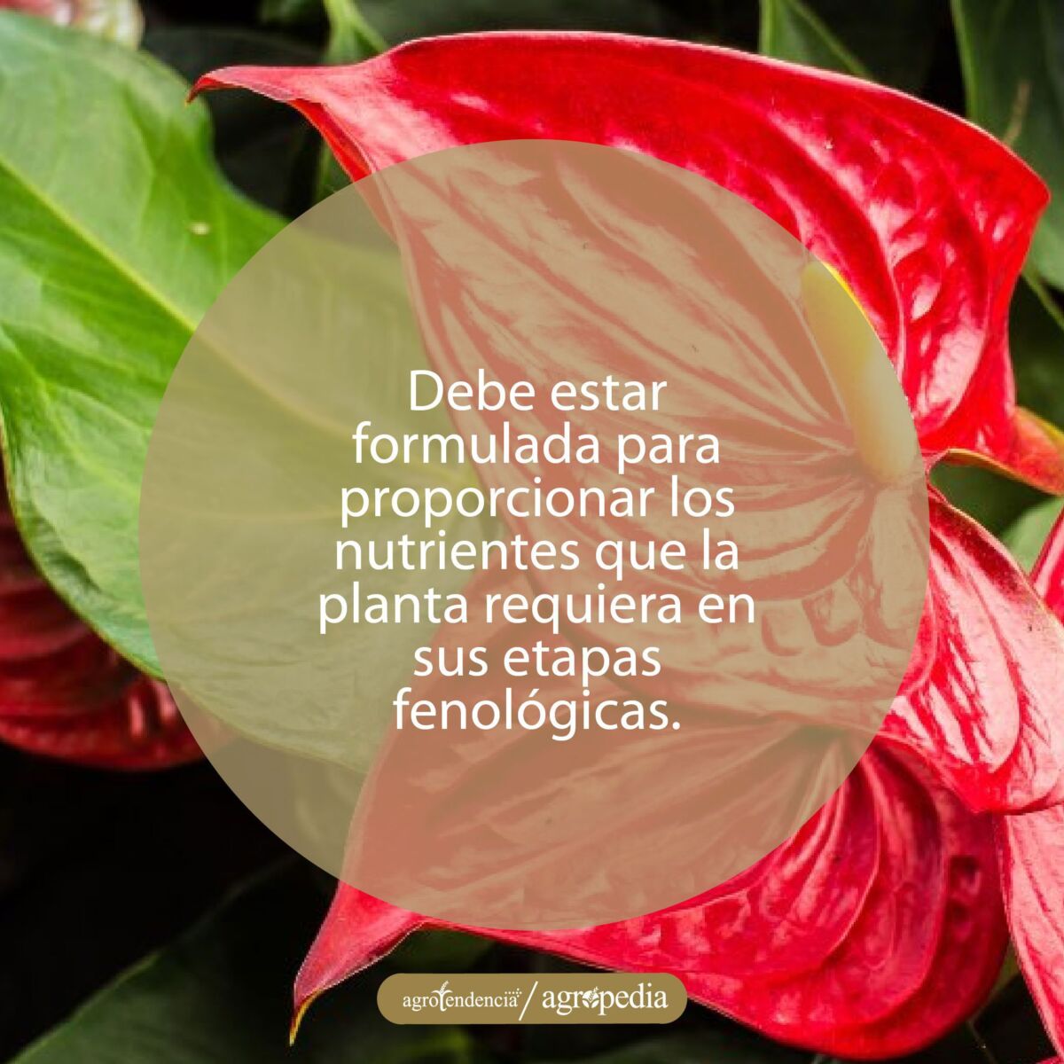 Flores de anturio fertirrigada con solución nutritiva