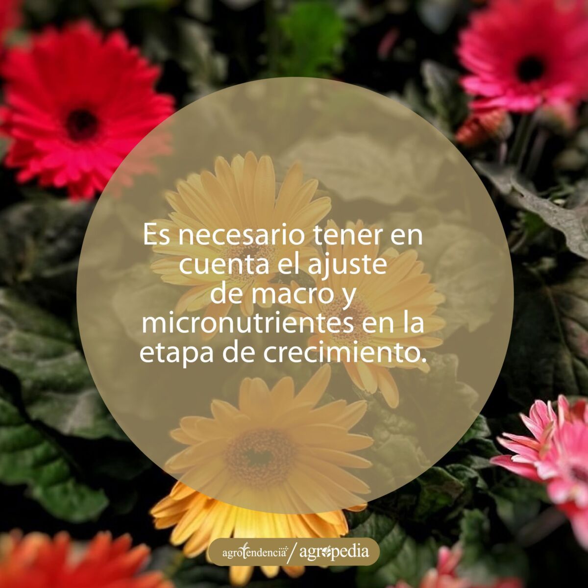 Flores de Gerbera de diferentes colores las cuales son fertilizadas con solución nutritiva