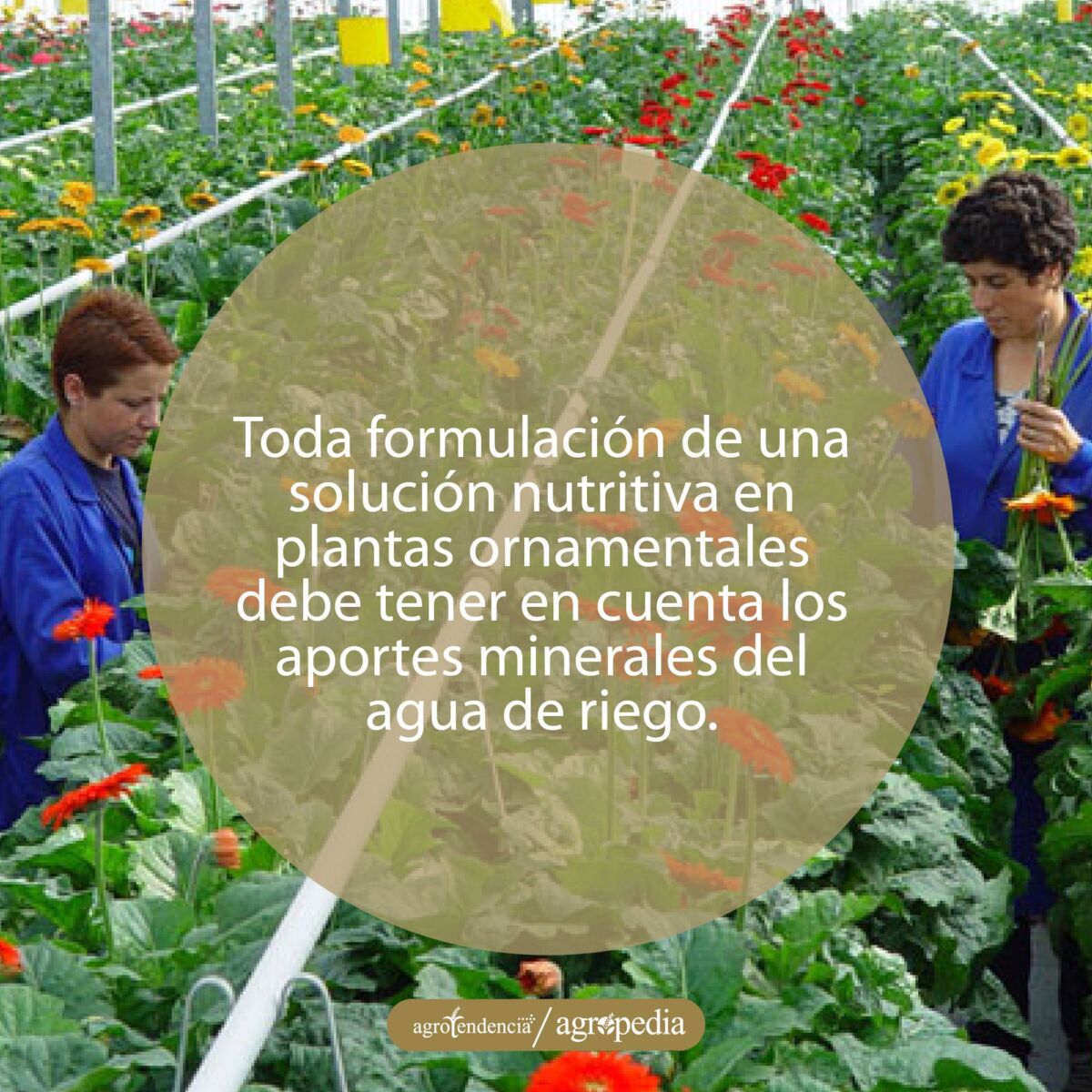 Mujeres cosechando flores de gerberas fertilizadas con solución nutritiva