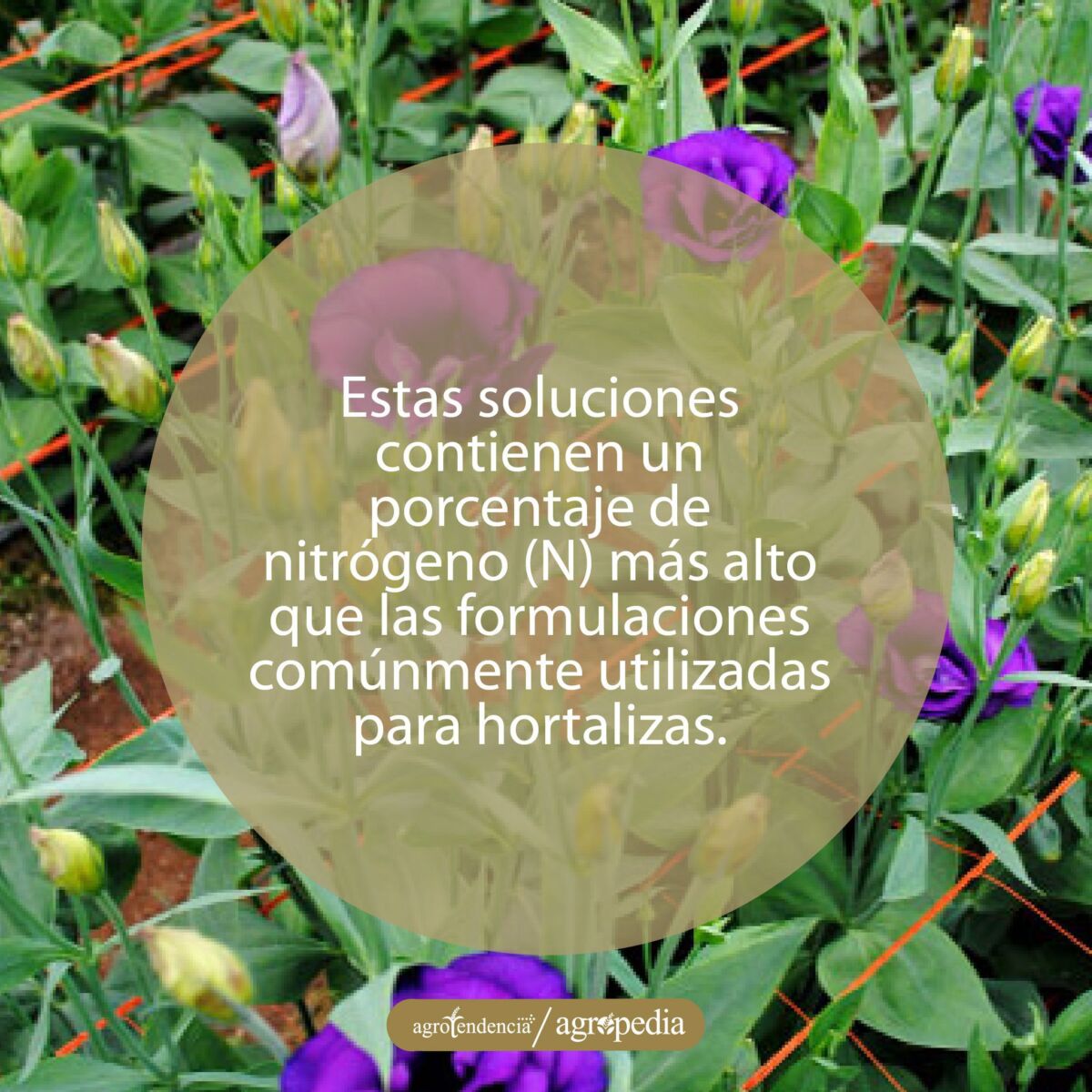 cultivo de flores moradas fertilizadas con soluciones nutritivas