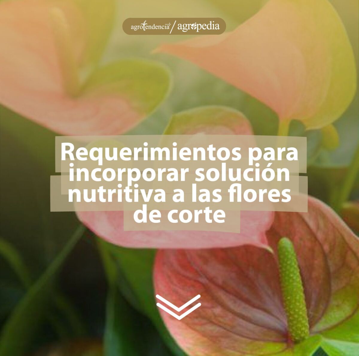 Flores rosadas de anturios