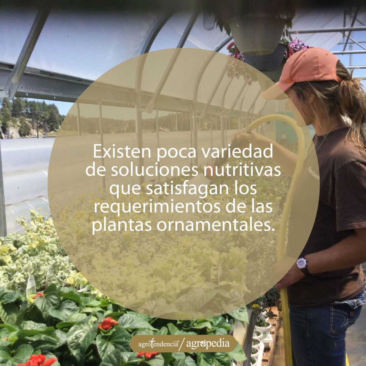 mujer regando flores con solución nutritivason