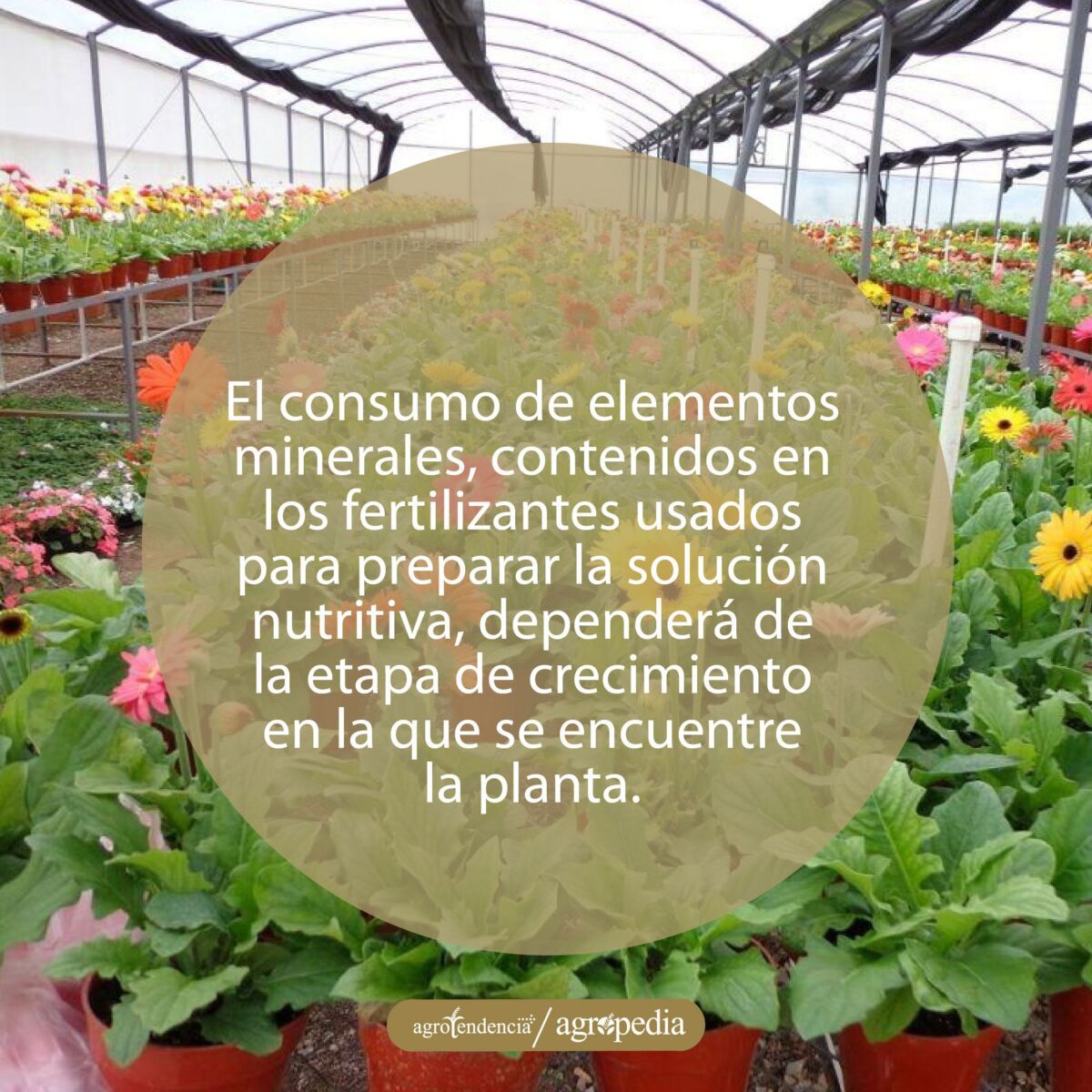 cultivo de gerbera en invernadero