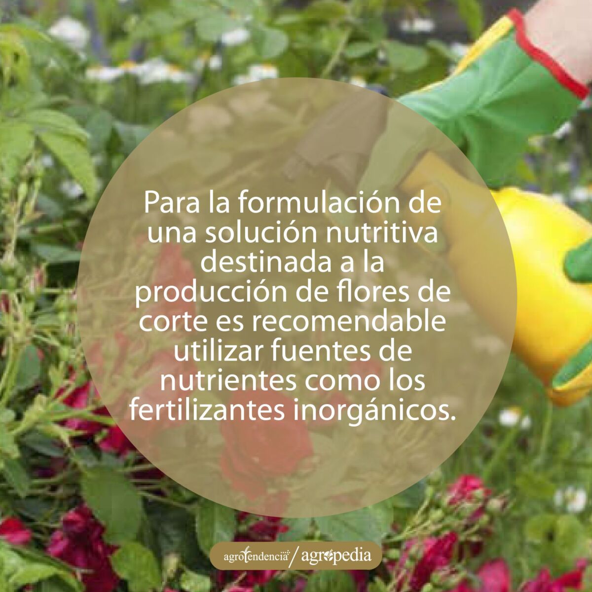 mano asperjando con solución nutritivas a planta con flores