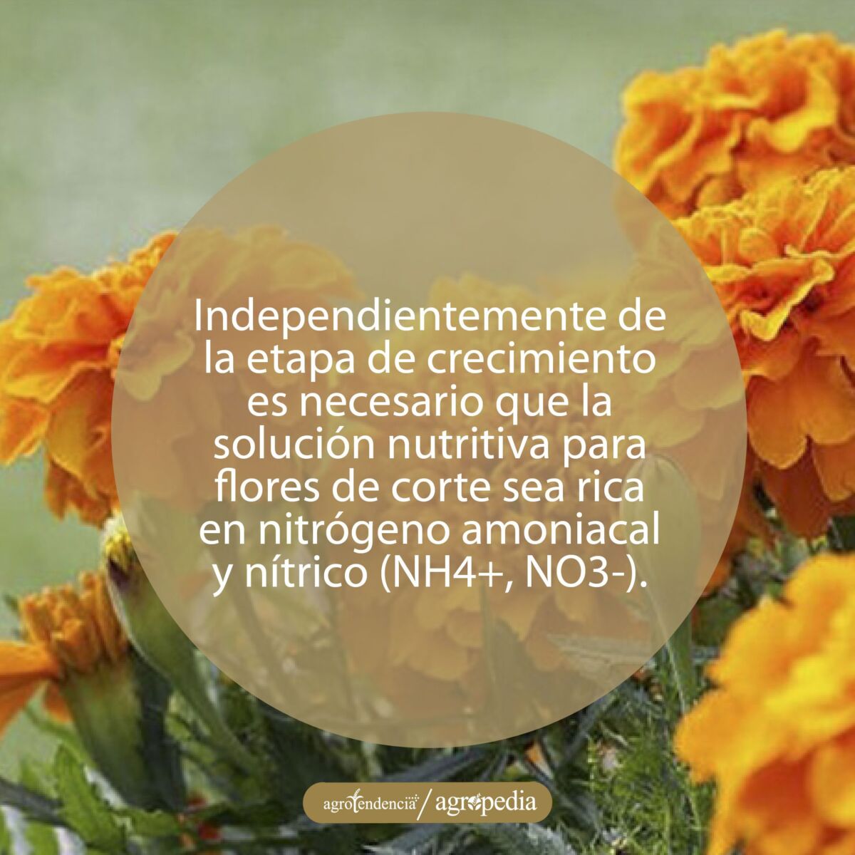 flores de clavel de muerto