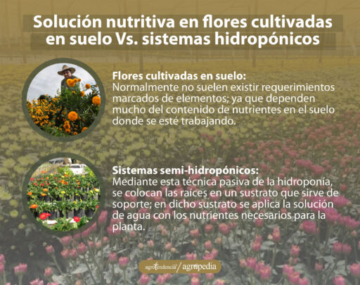 Cultivo de flores