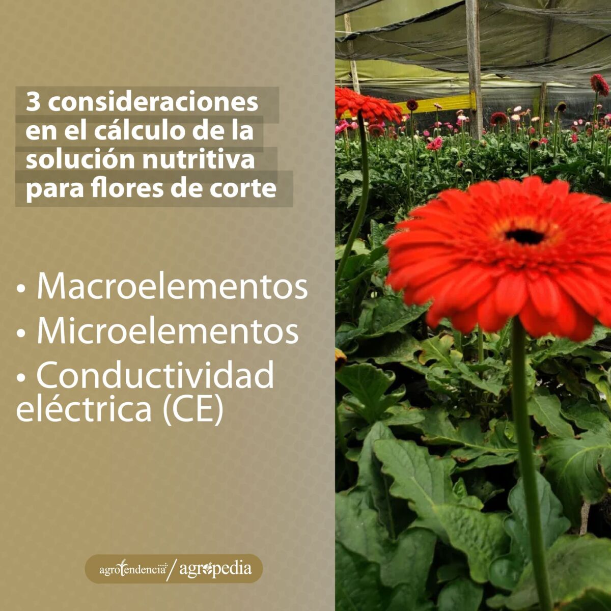 Una flor de gerbera