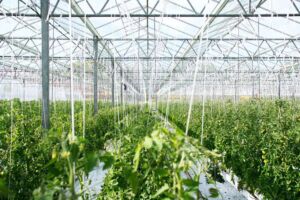 agricultura protegida - manejo integrado de plagas