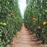 agricultura protegida - manejo integrado de plagas - tomate cultivo en invernadero plagas