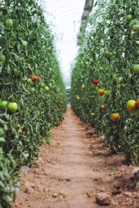 agricultura protegida - manejo integrado de plagas - tomate cultivo en invernadero plagas