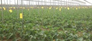 agricultura protegida - manejo integrado de plagas