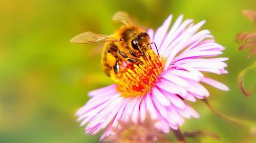Importancia de las abejas para la agricultura
