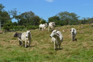 potreros - árboles para el ganado - ganadería regenerativa