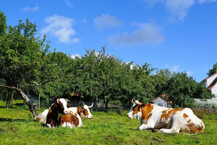 Vacas echadas con árboles a su alrededor