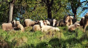 potreros - árboles para el ganado - ganadería regenerativa