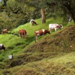 potreros - árboles para el ganado - ganadería regenerativa