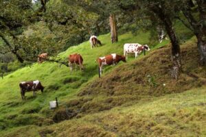 potreros - árboles para el ganado - ganadería regenerativa