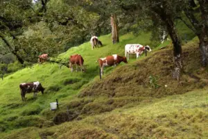 potreros - árboles para el ganado - ganadería regenerativa