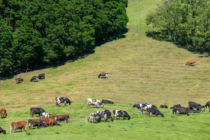 Vista de colina con presencia de árboles donde pastan rebaño de vacas