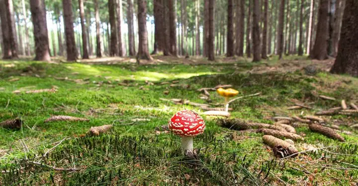 vista de un suelo cubierto de vegetación producto de los árboles que lo cubren