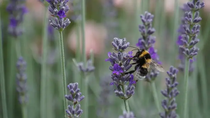 abeja polinizando