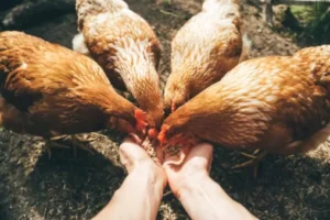 Gallinas ponedoras: cría y alimentación con harina de hojas