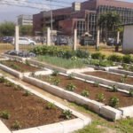Agricultura urbana - especias y hierbas aromáticas - tipos de agricultura urbana