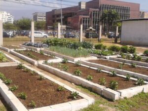 Agricultura urbana - especias y hierbas aromáticas - tipos de agricultura urbana