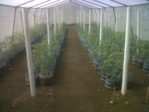 Agricultura urbana - Especias- tipos de agricultura urbana