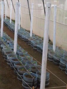 Agricultura urbana - Especias - tipos de agricultura urbana